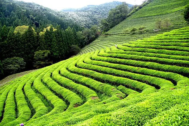5N View Darjeeling+Kalimpong+Gangtok In Budget